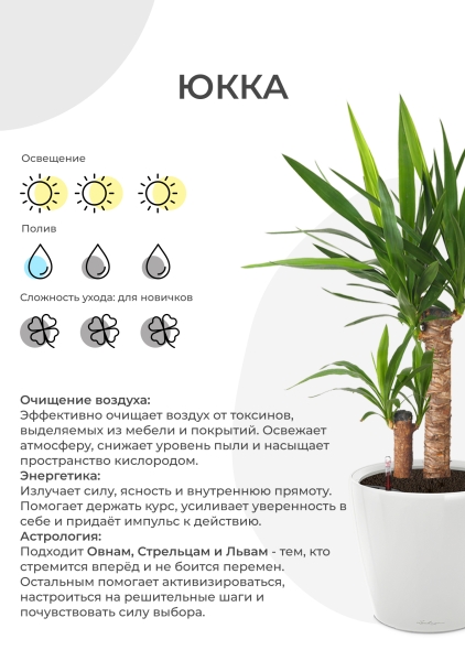 Юкка 3 ствола 27/140 см