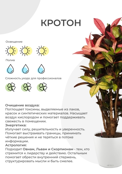 Кротон (Кодиеум) Петра бранч 40/160 см