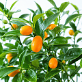 Кумкват Кумкват