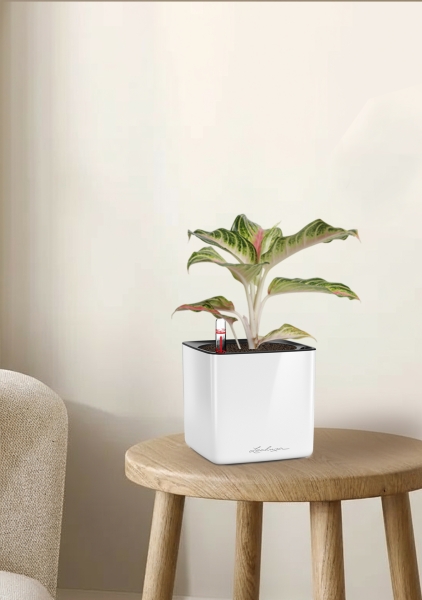 Аглаонема Айкетчер 12/30 см в CUBE Glossy 14