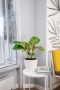 Аглаонема Баттерфляй в CLASSICO COLOR 21 Аглаонема Баттерфляй в CLASSICO COLOR 21