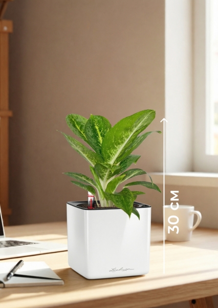 Аглаонема Еллоу Биколор 12/30 см в CUBE Glossy 14