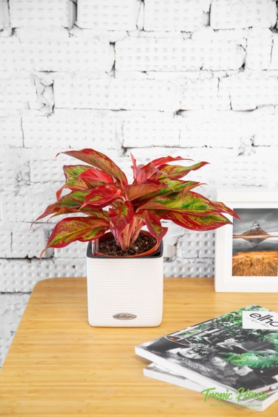 Аглаонема Крит в CUBE Glossy 14 Аглаонема Крит в CUBE Glossy 14