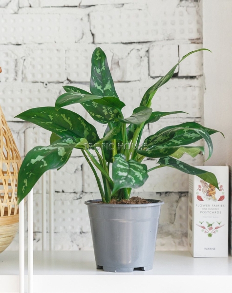 Аглаонема Мария 12/30 см в LAMELA MAGNOLIA fi 135 Аглаонема Мария 12/30 см в LAMELA MAGNOLIA fi 135