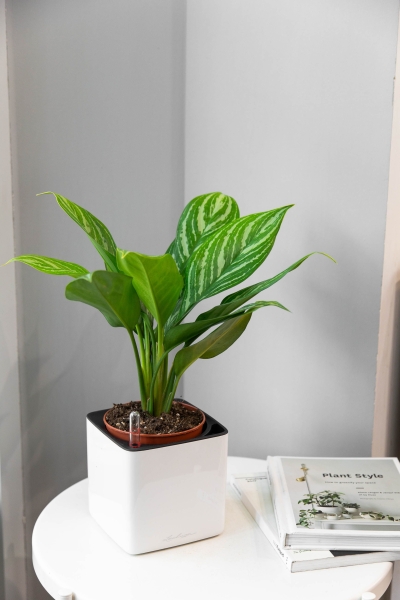Аглаонема Страйп в CUBE GLOSSY 14 Аглаонема Страйп в CUBE GLOSSY 14