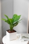 Аглаонема Страйп в CUBE GLOSSY 14 Аглаонема Страйп в CUBE GLOSSY 14