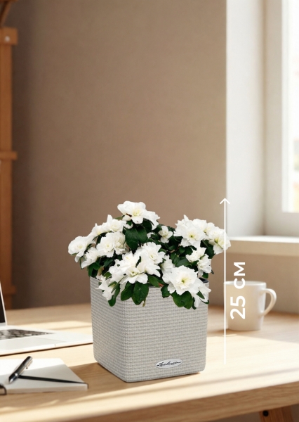 Азалия индика белая 12/25 см в CUBE Color 14 Азалия индика белая 12/25 см в CUBE Color 14