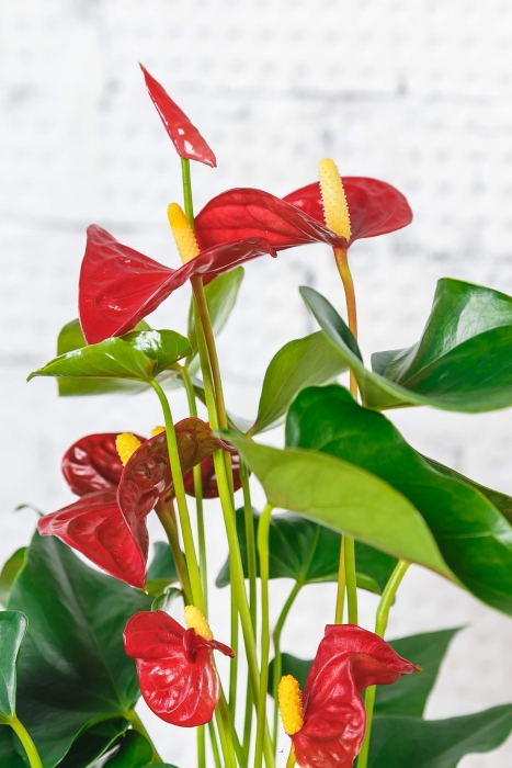 Антуриум Андрианум красный 12/40 см в LAMELA MAGNOLIA fi 135 Антуриум Андрианум красный 12/40 см в LAMELA MAGNOLIA fi 135