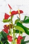 Антуриум Андрианум красный 12/40 см в LAMELA MAGNOLIA fi 135 Антуриум Андрианум красный 12/40 см в LAMELA MAGNOLIA fi 135