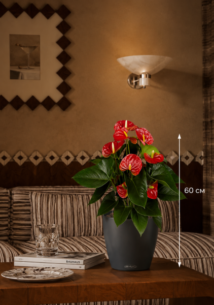 Антуриум Андрианум красный 17/60 см в CLASSICO COLOR 21