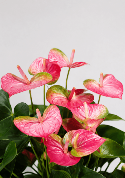 Антуриум розовый в CUBETO COLOR 30