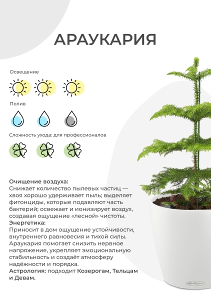 Араукария 1 ствол 10/30 см в OJO Араукария 1 ствол 10/30 см в OJO