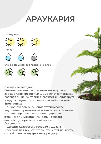 Араукария бонсай 40/110 см в CANTO STONE LOW 40 Араукария бонсай 40/110 см в CANTO STONE LOW 40