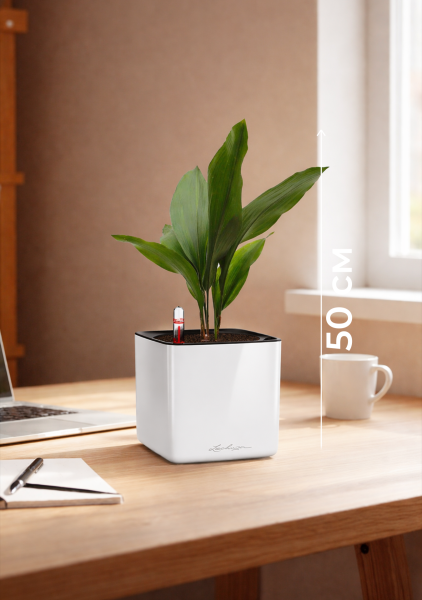 Аспидистра Элатиор 13/50 см в CUBE GLOSSY 16