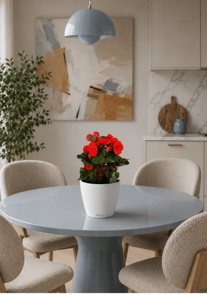 Бегония микс 14/30 см в CLASSICO COLOR 18