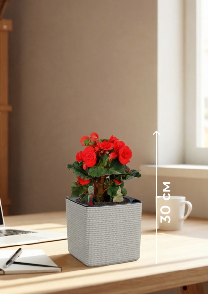 Бегония микс 14/30 см в CUBE COLOR 16 Бегония микс 14/30 см в CUBE COLOR 16