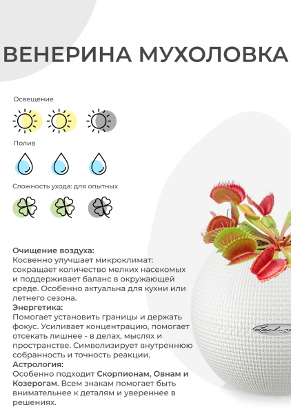 Венерина мухоловка 10 см в CUBE GLOSSY KISS 14