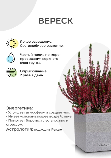 Вереск (Эрика) бордовый в CANTO Stone 14 Вереск (Эрика) бордовый в CANTO Stone 14