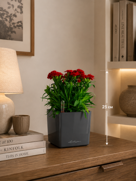 Гвоздика Оскар 12/25 см в CUBE GLOSSY 14 Гвоздика Оскар 12/25 см в CUBE GLOSSY 14
