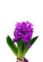 Гиацинт микс в CANTO STONE 14 Гиацинт микс в CANTO STONE 14