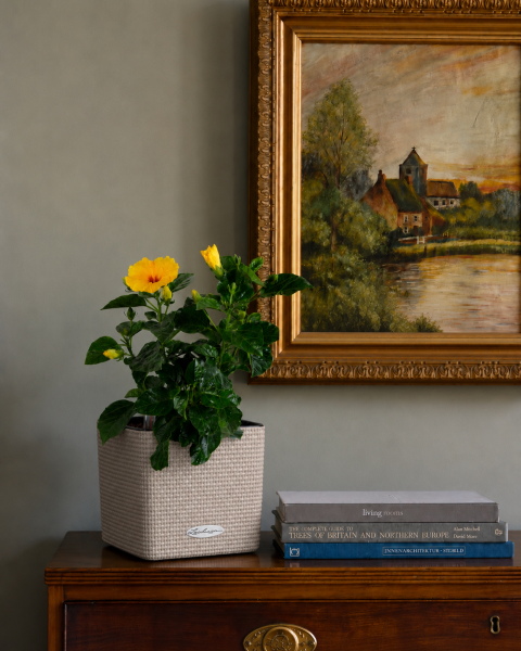 Гибискус 12/20 см в CUBE COLOR 14 Гибискус 12/20 см в CUBE COLOR 14