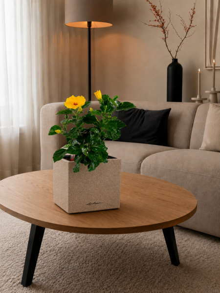 Гибискус микс 13/35 см в CANTO STONE 14