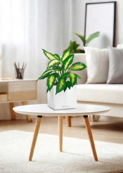 Диффенбахия Камилла 12/40 см в CUBE GLOSSY 14