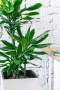 Драцена Голд Кост в CUBICO 30 Драцена Голд Кост в CUBICO 30