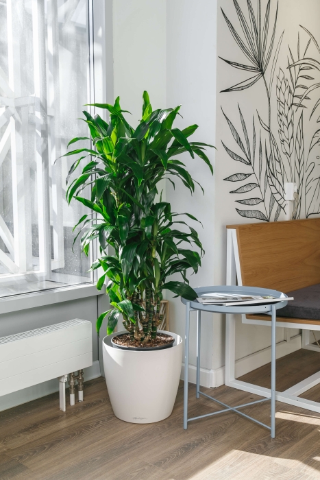 Драцена Джанет Крейг бранч в CLASSICO COLOR 35