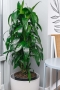 Драцена Джанет Крейг в CLASSICO COLOR 35