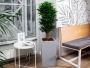 Драцена Компакта бранч 34/150 см в RONDO 40 Драцена Компакта бранч 34/150 см в RONDO 40