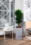Драцена Компакта бранч в CANTO STONE HIGH 30