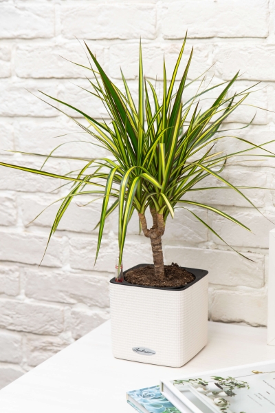 Драцена Маргината Санрей 12/40 см в CUBE COLOR 14 Драцена Маргината Санрей 12/40 см в CUBE COLOR 14
