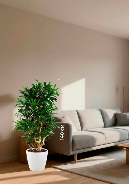 Драцена Песнь Ямайке 32/130 в CLASSICO Color 43 Драцена Песнь Ямайке 32/130 в CLASSICO Color 43