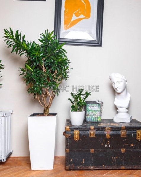 Драцена Песнь Ямайке в CUBICO COLOR 40 Драцена Песнь Ямайке в CUBICO COLOR 40