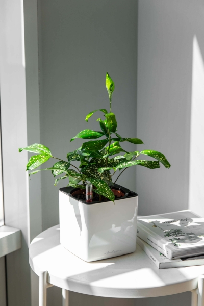 Драцена Суркулоза в CUBE Glossy 14 Драцена Суркулоза в CUBE Glossy 14