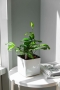 Драцена Суркулоза в CUBE Glossy 14