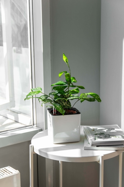Драцена Суркулоза в CUBE Glossy 14 Драцена Суркулоза в CUBE Glossy 14