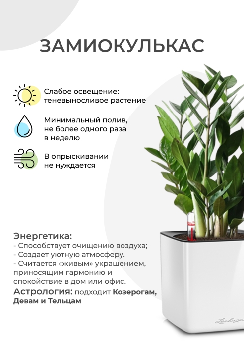 Замиокулькас 12/45 в PURO 20 Замиокулькас 12/45 в PURO 20