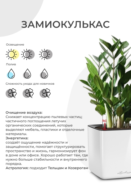Замиокулькас 17/65 см в CLASSICO COLOR 21