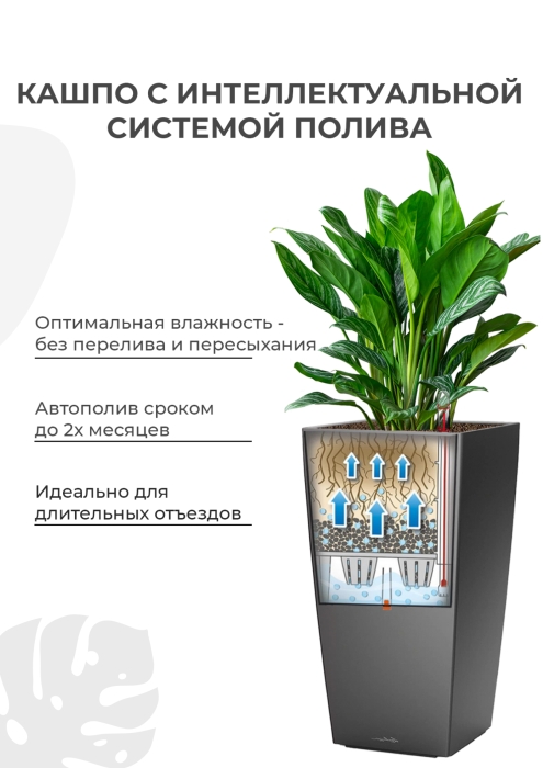 Замиокулькас 21/90 в DELTA 30