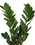 Замиокулькас в BALCONERA COLOR 50
