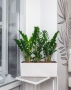 Замиокулькас в BALCONERA COLOR 50