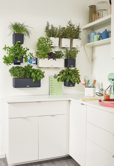 Замиокулькас в ЗЕЛЕНАЯ СТЕНА Home Kit Color 15