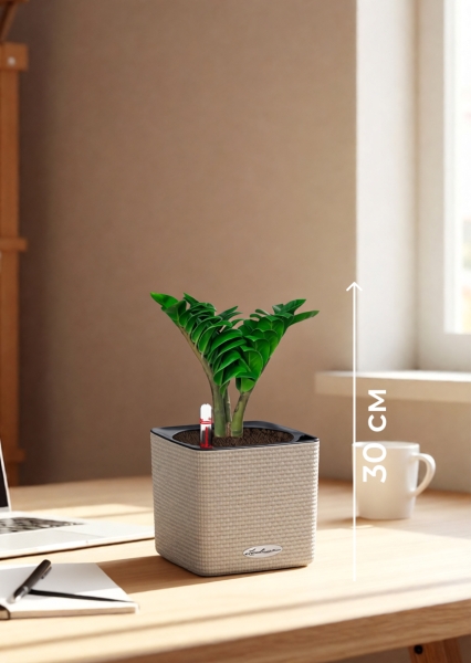 Замиокулькас Зензи 12/30 см в CUBE COLOR 14 Замиокулькас Зензи 12/30 см в CUBE COLOR 14