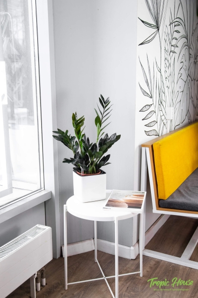 Замиокулькас Равен 15/50 в CUBE GLOSSY 16 Замиокулькас Равен 15/50 в CUBE GLOSSY 16