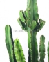 Кактус Эуфорбия Ингенс в RONDO 40