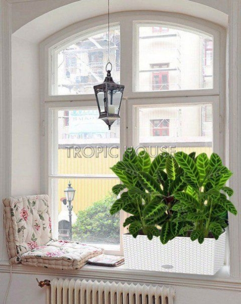 Калатеи микс в Cottage 50 Калатеи микс в Cottage 50