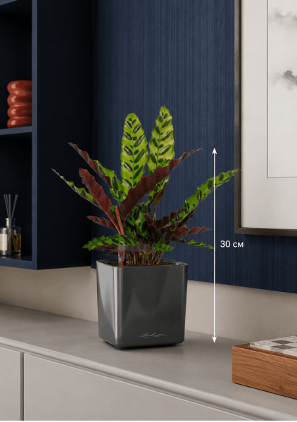 Калатея Лансифолия 12/30 см в CUBE GLOSSY 14