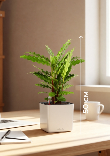 Калатея Руфибарба 12/50 см в CUBE GLOSSY 14 Калатея Руфибарба 12/50 см в CUBE GLOSSY 14